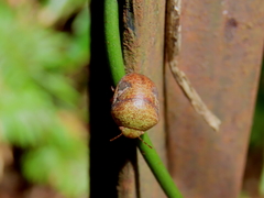 Solenotichus circuliferus