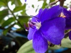 Pleroma heteromallum