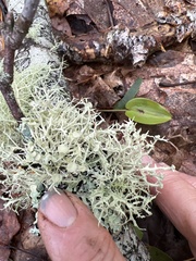 Ramalina americana