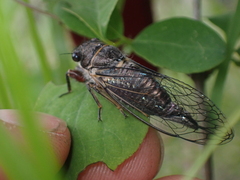 Platypedia