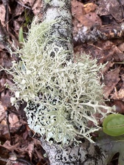 Ramalina americana