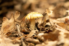 Amanita junquillea