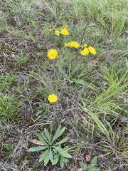 Pilosella piloselloides