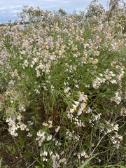 Tripolium pannonicum