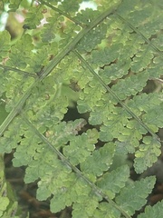 Dryopteris expansa