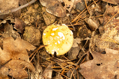 Amanita junquillea