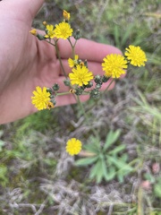 Pilosella piloselloides