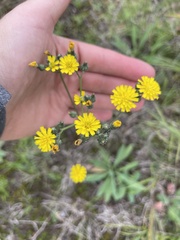 Pilosella piloselloides
