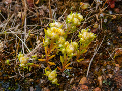 Siloxerus multiflorus