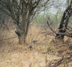 Chloropicus namaquus