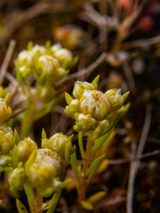 Siloxerus multiflorus