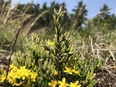 Hudsonia ericoides
