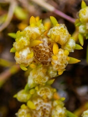 Siloxerus multiflorus