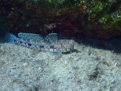Gobius geniporus