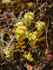 Siloxerus multiflorus