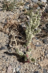 Halogeton glomeratus