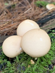 Lycoperdaceae
