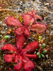 Drosera bulbosa
