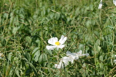 Argemone albiflora