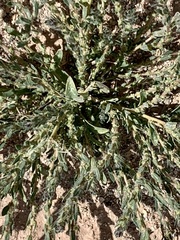 Halogeton glomeratus
