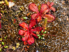 Drosera bulbosa