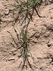 Halogeton glomeratus