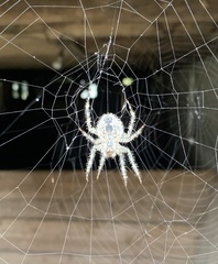 Araneus cavaticus