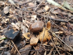Geastrum tenuipes