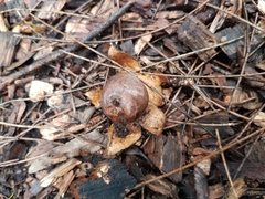 Geastrum tenuipes
