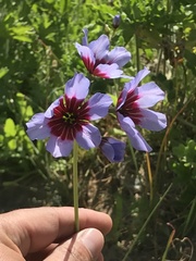 Leucocoryne purpurea