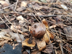 Geastrum tenuipes