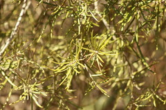 Melaleuca nodosa