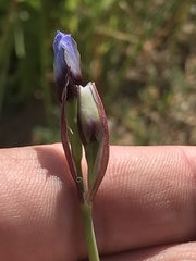 Leucocoryne purpurea