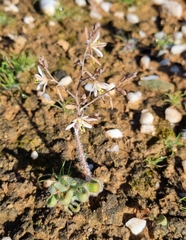 Trachyandra tortilis