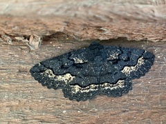 Melanodes anthracitaria