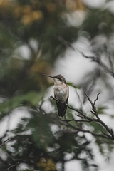 Selasphorus platycercus