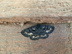 Melanodes anthracitaria