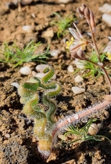 Trachyandra tortilis