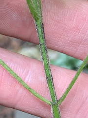 Lamium galeobdolon argentatum