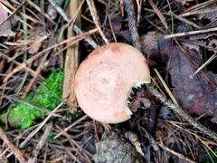 Lactarius vinaceorufescens