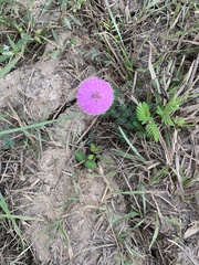 Mimosa strigillosa