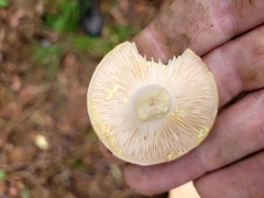 Lactarius vinaceorufescens