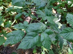Rubus