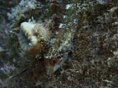 Tripterygion delaisi