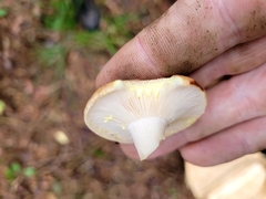 Lactarius vinaceorufescens