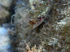 Tripterygion delaisi