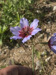 Leucocoryne purpurea