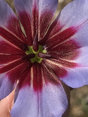 Leucocoryne purpurea