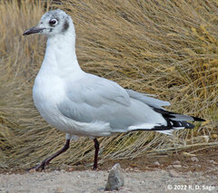 Chroicocephalus serranus