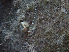 Tripterygion delaisi